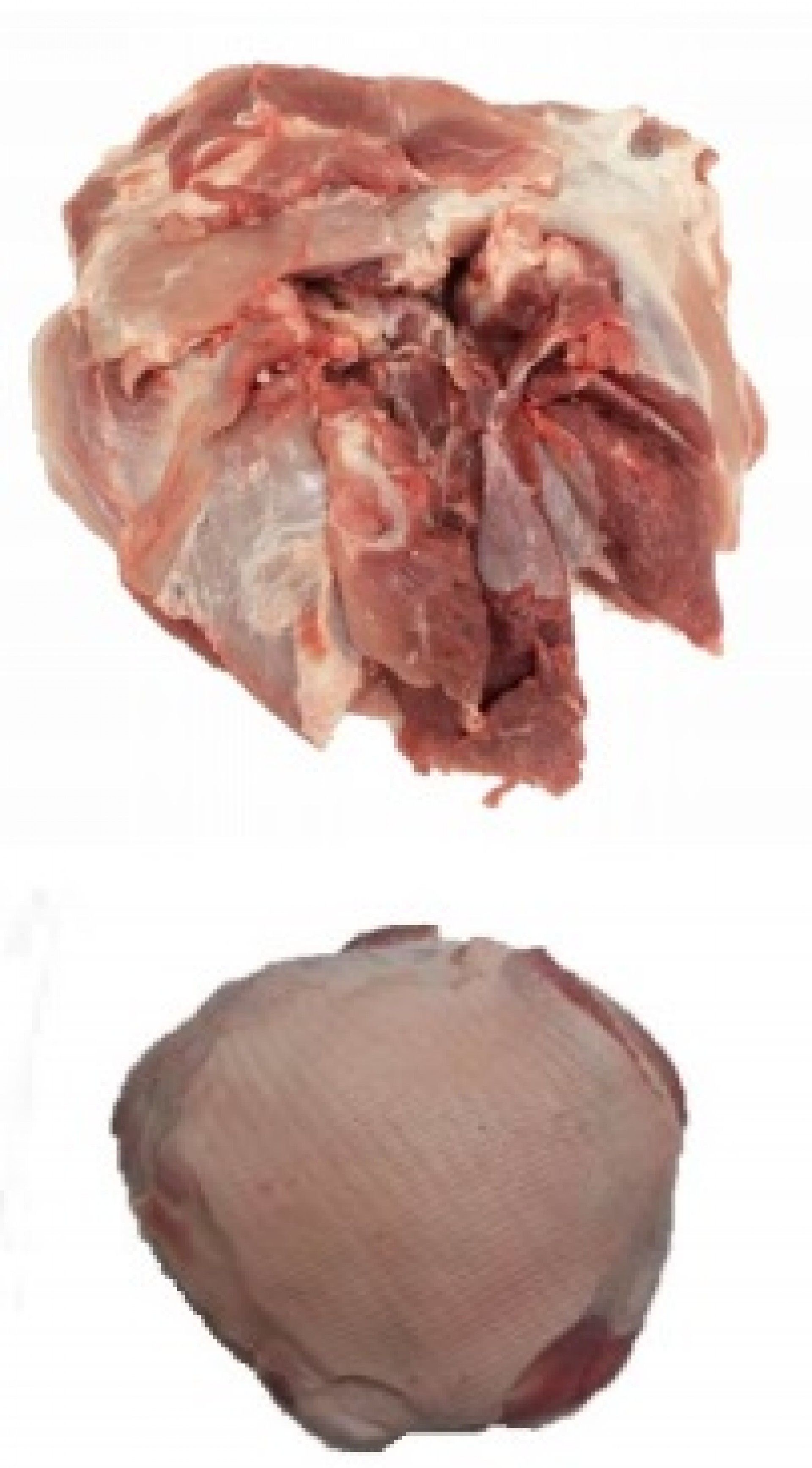 PA DE PORCO 4D S/ CHAMBAO RIVASAM KG (+-20)