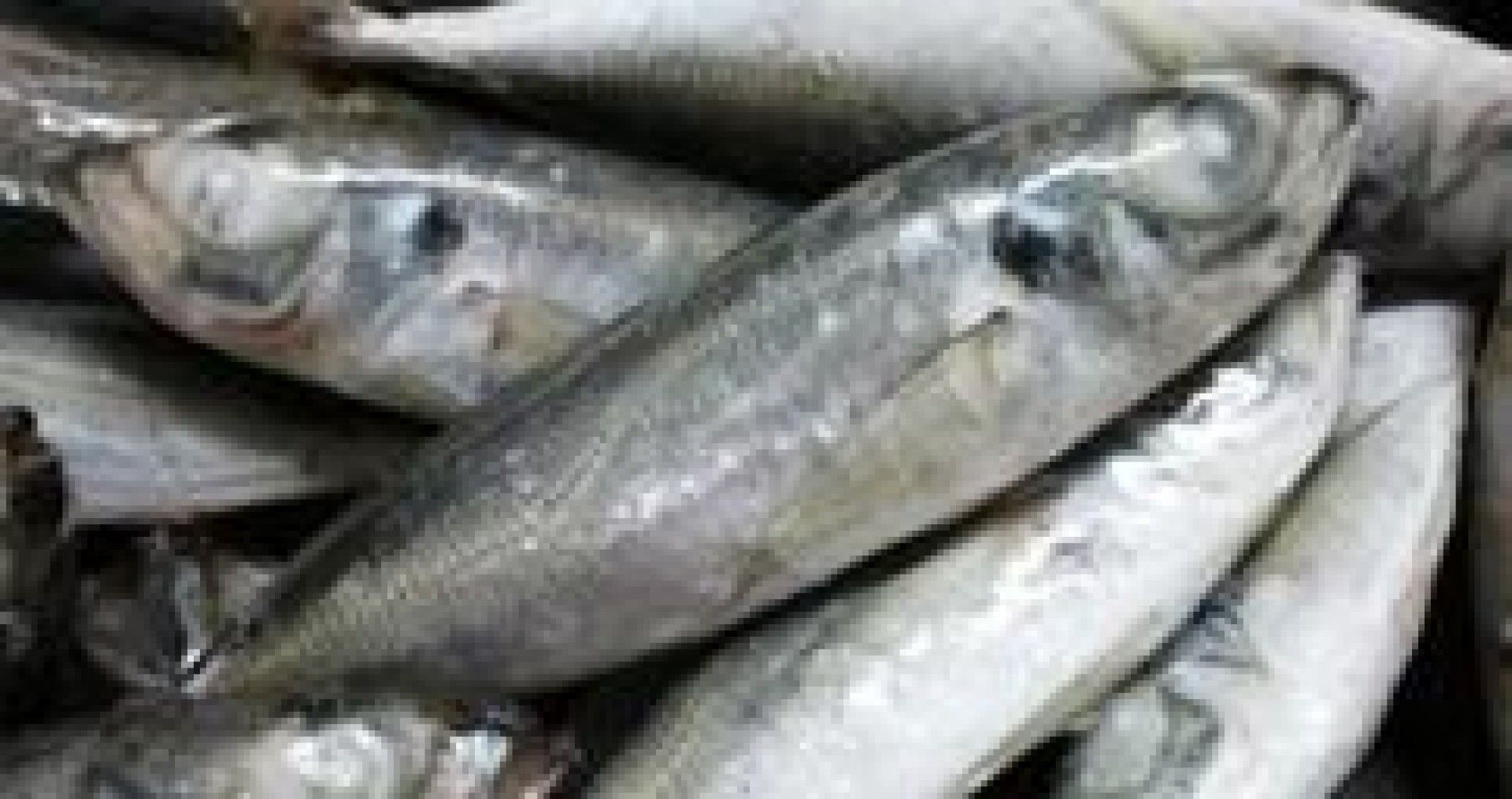 CARAPAU INTEIRO (2/4) FRIONDA GRANEL KG (9) (11237)