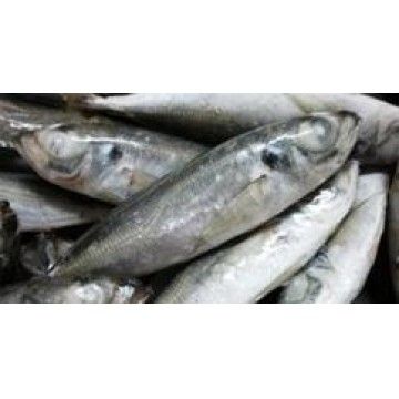 CARAPAU INTEIRO (2/4) FRIONDA GRANEL KG (9) (11237)