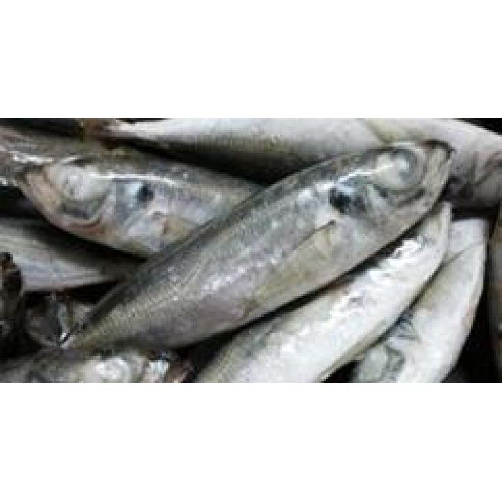 CARAPAU INTEIRO (2/4) FRIONDA GRANEL KG (9) (11237)