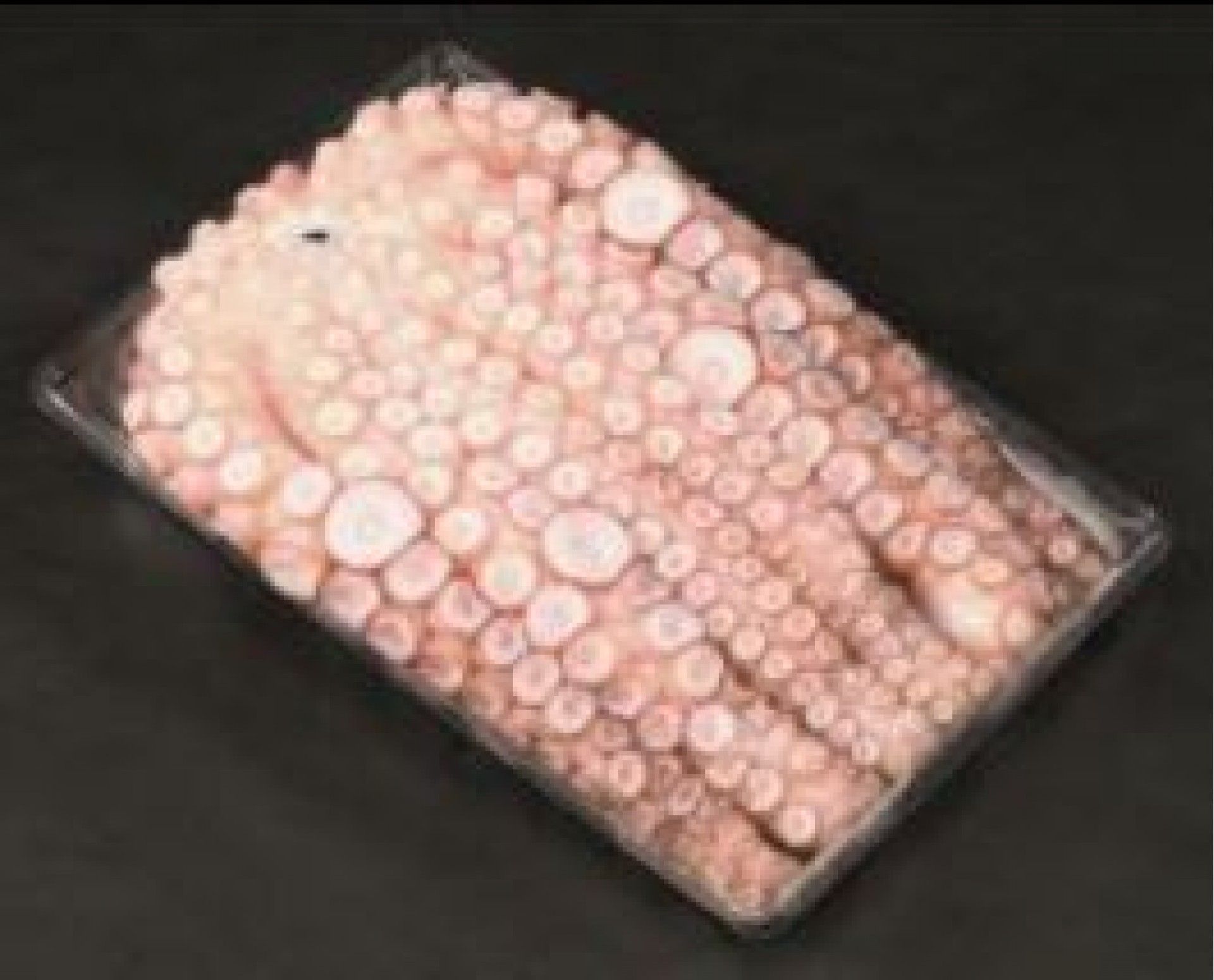 POLVO ALGARVIO N.00 (3.8-6) KG. (CX.+ - 20 KG)