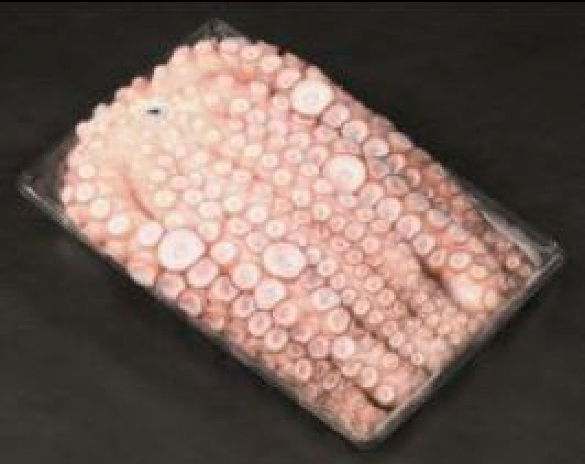 POLVO G3S (+8) KG.ALGARVIO (CX.+ - 17 KG)