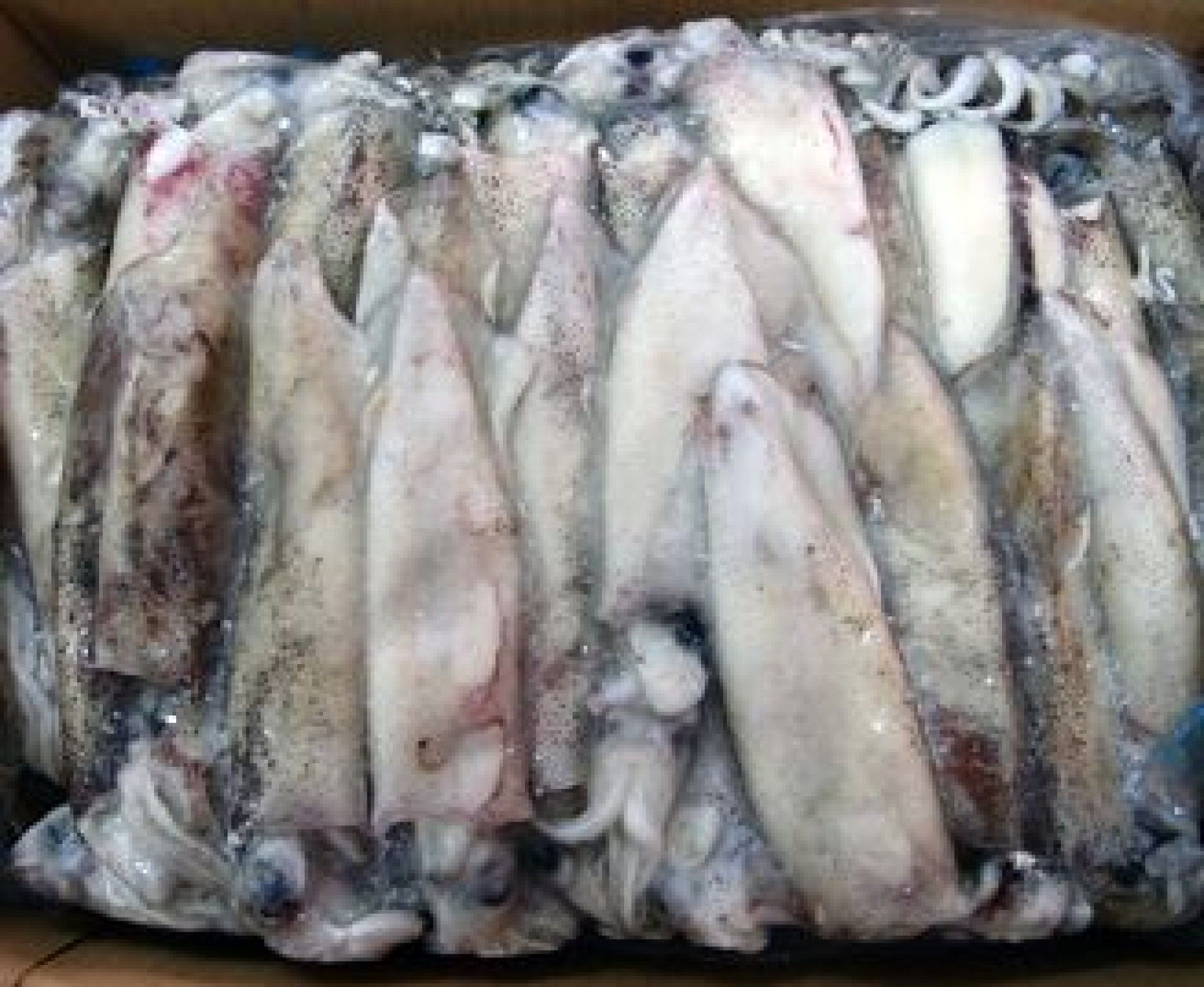 LULA C4 (9/12) PATAGONICA PESCANOVA (+-5KG)