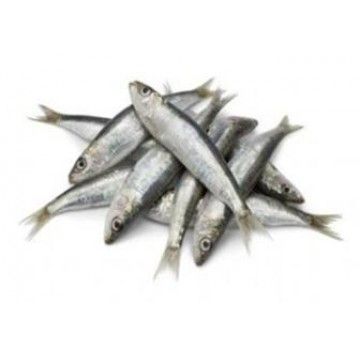 SARDINHA (PETINGA) CONG. GRANEL KG (15)