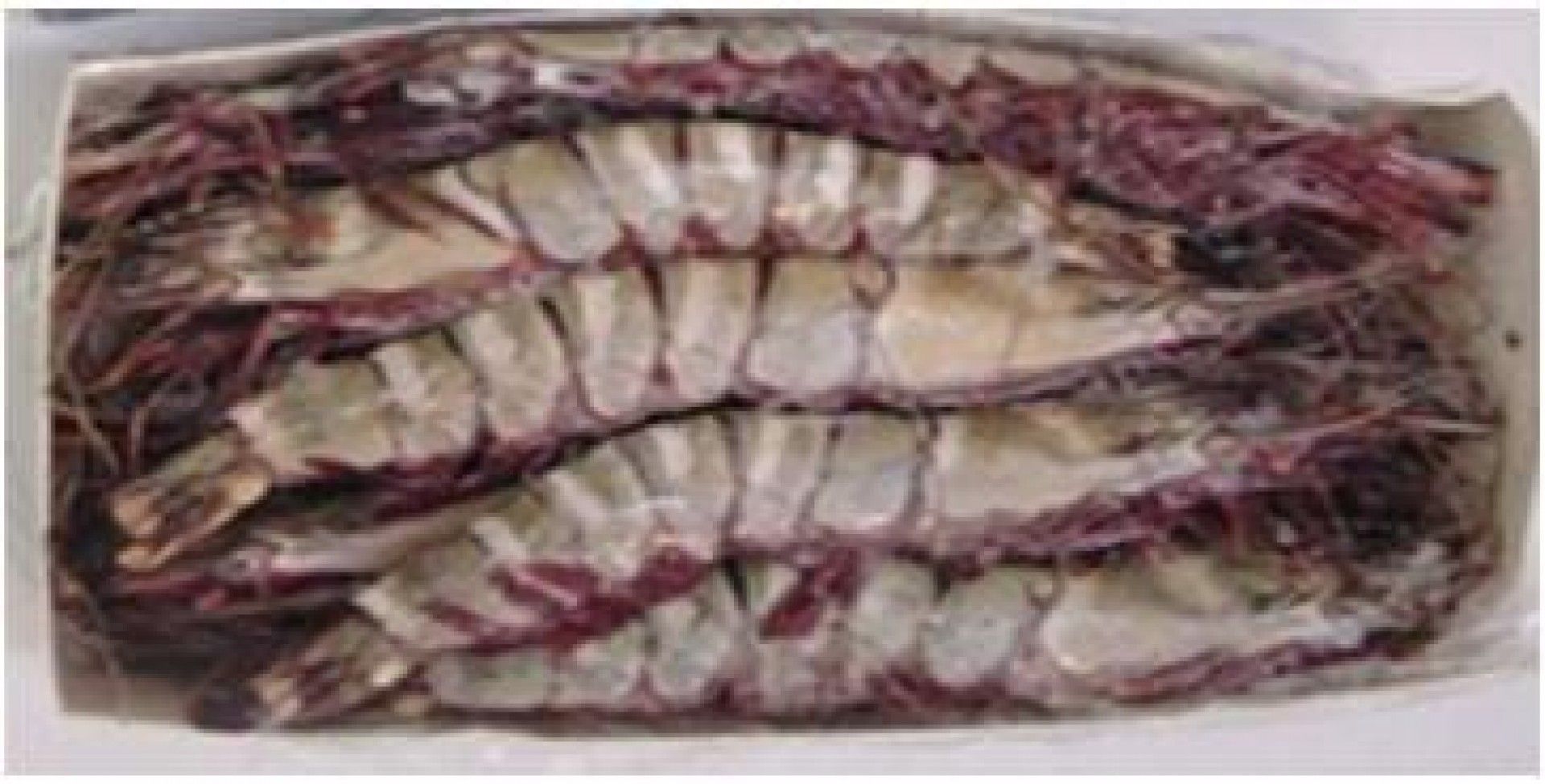 CAMARAO JUMBO (U/5) MONODON SELV. SENEGAL AWAMER 2KG (18)