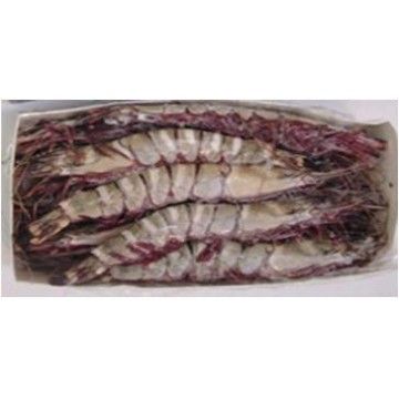 CAMARAO JUMBO (U/5) MONODON SELV. SENEGAL AWAMER 2KG (18) CAMARAO JUMBO (U/5) MONODON SELV. SENEGAL AWAMER 2KG (18)