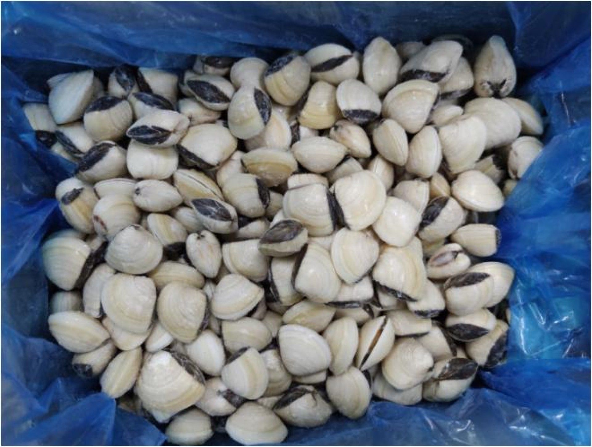 AMEIJOA VIETNAMITA BRANCA (60/80) GRANEL FRIONDA KG (10)