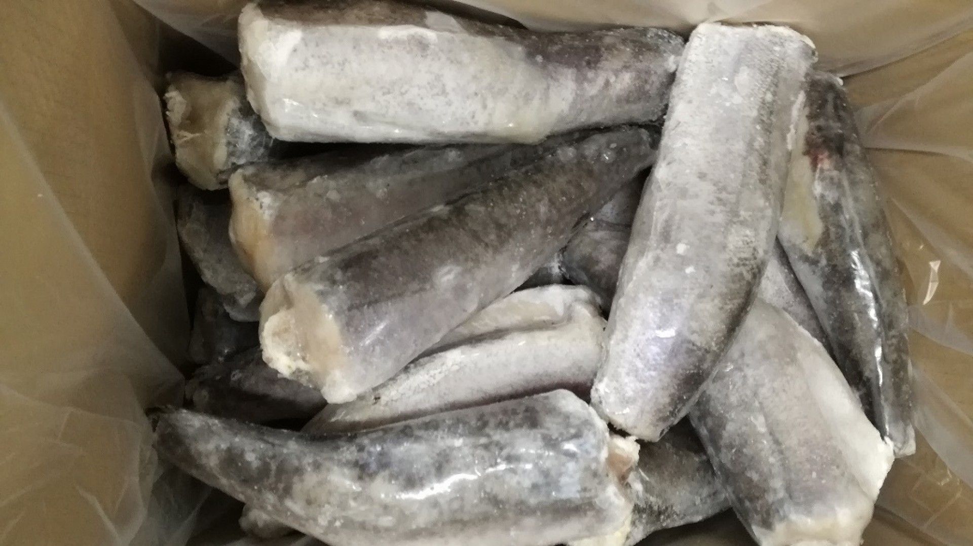 PESCADA H2 (400/600) AF. SUL GRANEL FRIONDA (11159)