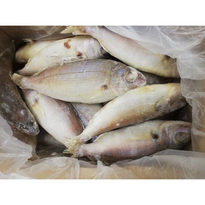 BESUGO (200/300) CONG GRANEL VB KG (7)