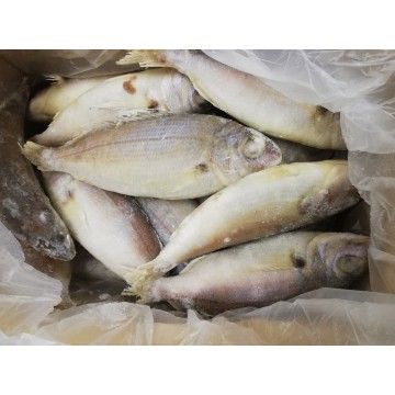 BESUGO (200/300) CONG GRANEL VB KG (7) BESUGO (200/300) CONG GRANEL VB KG (7)