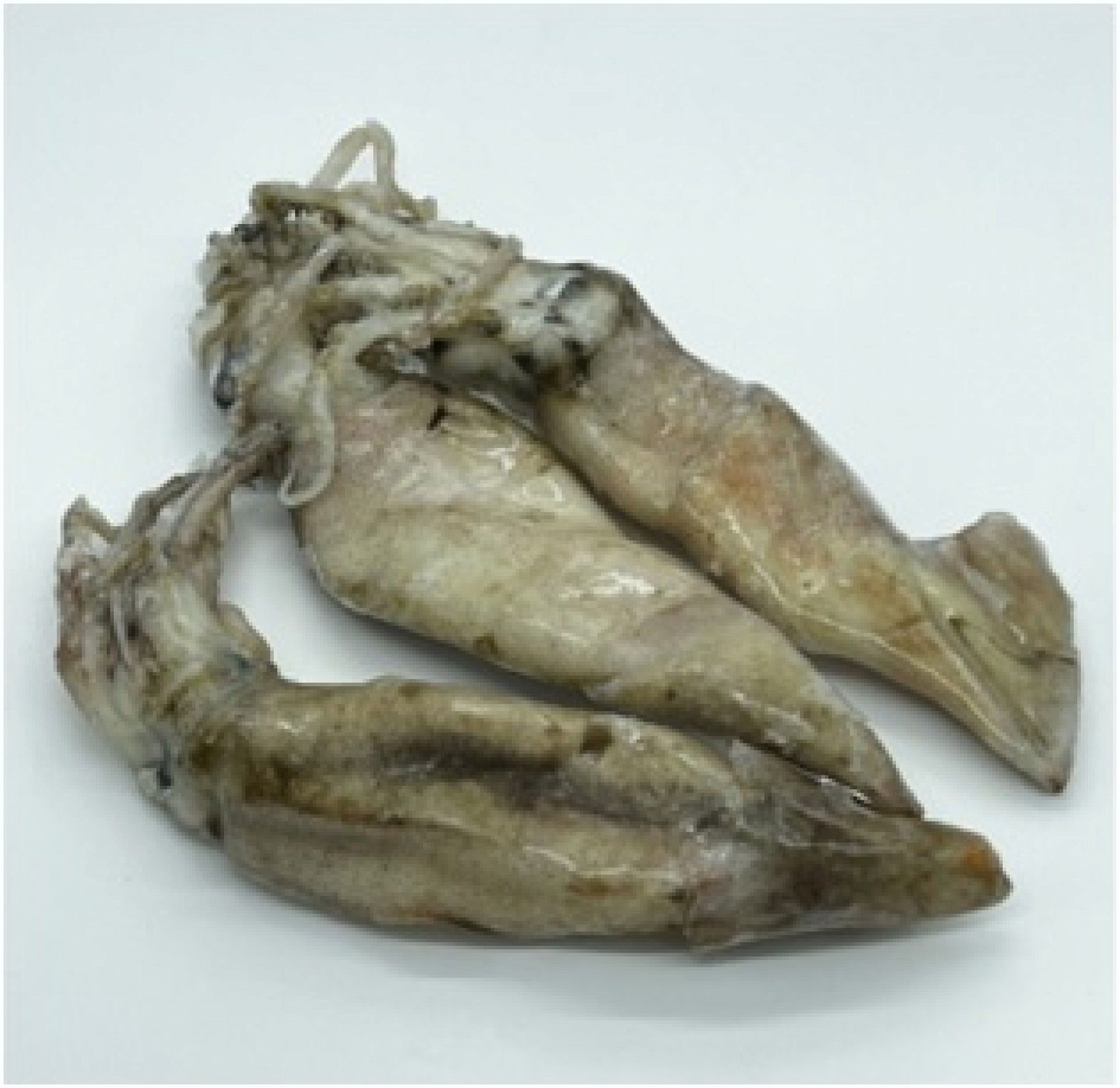 POTA (18/22) INTEIRA GRANEL FRIONDA KG. (10) (11243)