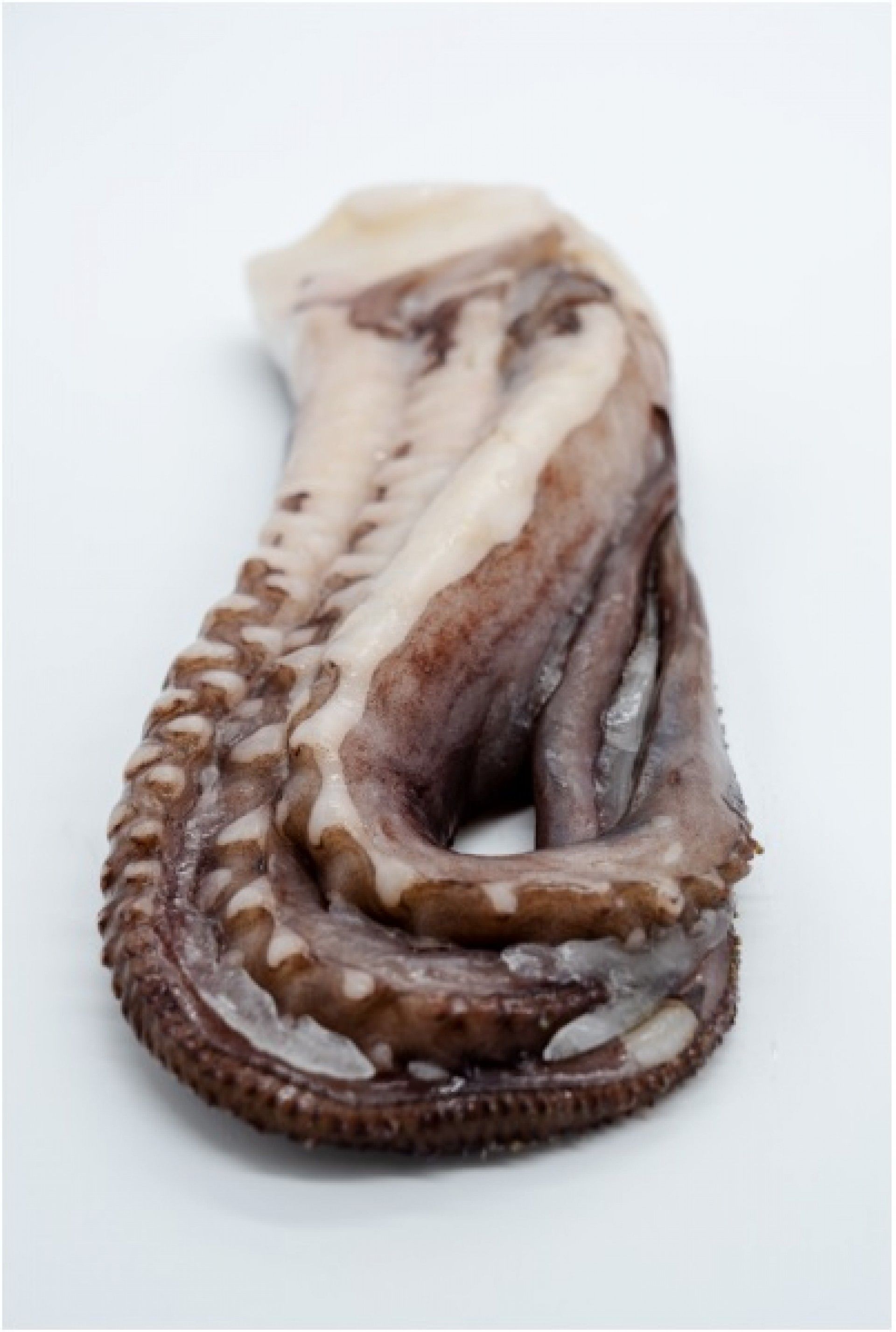 POTA TENTACULOS (2/3) IQF NOVAGEL KG (10)