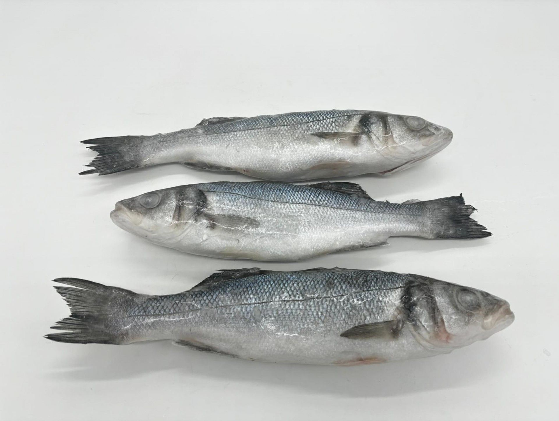 ROBALO INTEIRO (200/300) FRIONDA (11120)